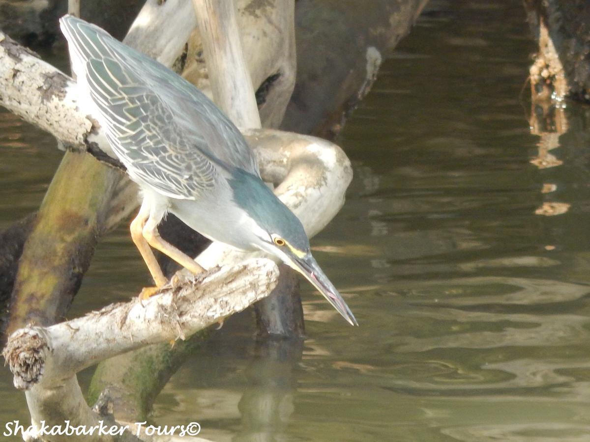 Mtubatuba Hornbill House Bed & Breakfast エクステリア 写真