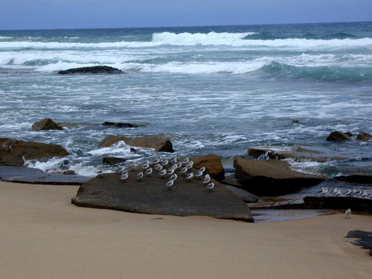 Mtubatuba Hornbill House Bed & Breakfast エクステリア 写真